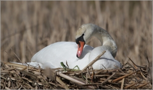 <p>Labuť velká (Cygnus olor) –--- /Mute schwan – Höckerschwan/</p>